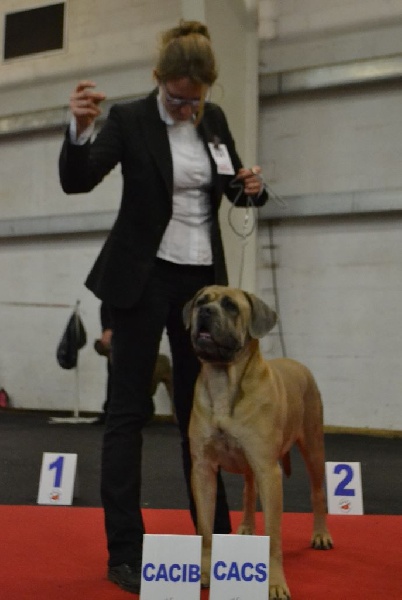 Indiana jones dite: jones Des Veilleurs De Saint Michel - CACS CACIB, meilleure de race sexe opposé, Classe Intermédiaire Femelle