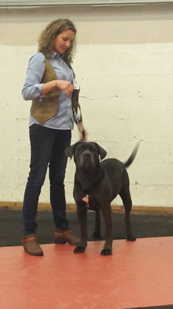 N'j Des Veilleurs De Saint Michel - Classe intermédiaire Femelle 1ère Excellent CACIB CACS Meilleur Sexe Opposé