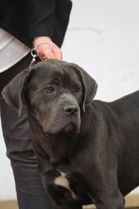 N'j Des Veilleurs De Saint Michel - Classe Puppy Femelle PROMETTEUR