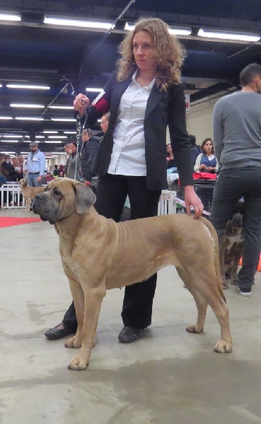 Indiana jones dite: jones Des Veilleurs De Saint Michel - 2ème EXCELLENT Classe Intermédiaire