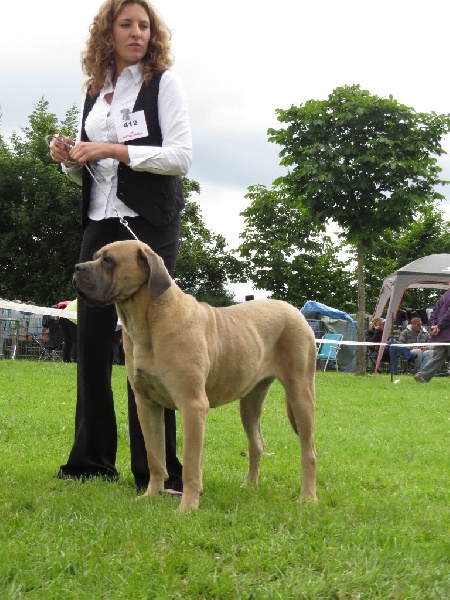 Indiana jones dite: jones Des Veilleurs De Saint Michel - 1ère Excellent Classe Jeune Femelle