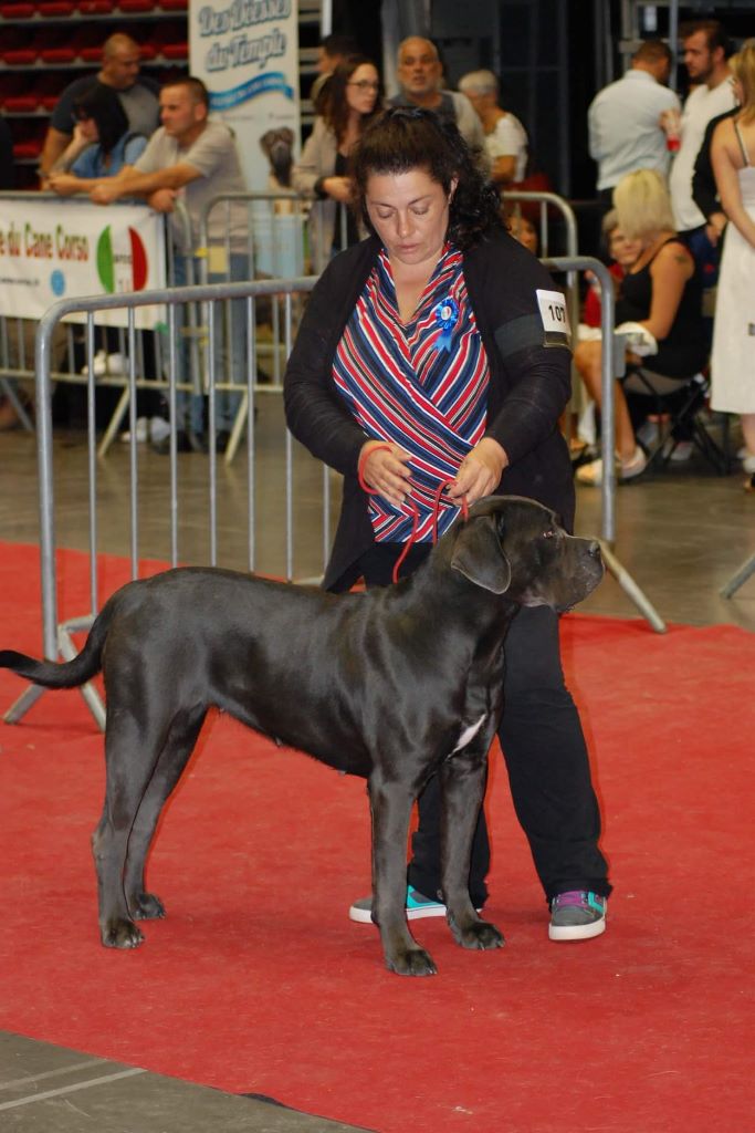 N'j Des Veilleurs De Saint Michel - Classe Intermédiaire Femelle EXCELLENT non-classée