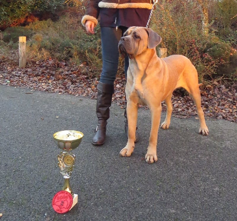 Indiana jones dite: jones Des Veilleurs De Saint Michel - CACS CACIB, meilleure de race sexe opposé, Classe Intermédiaire Femelle