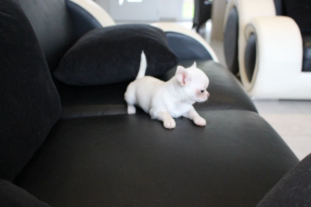 Publication : De La Contrée Des Elfes