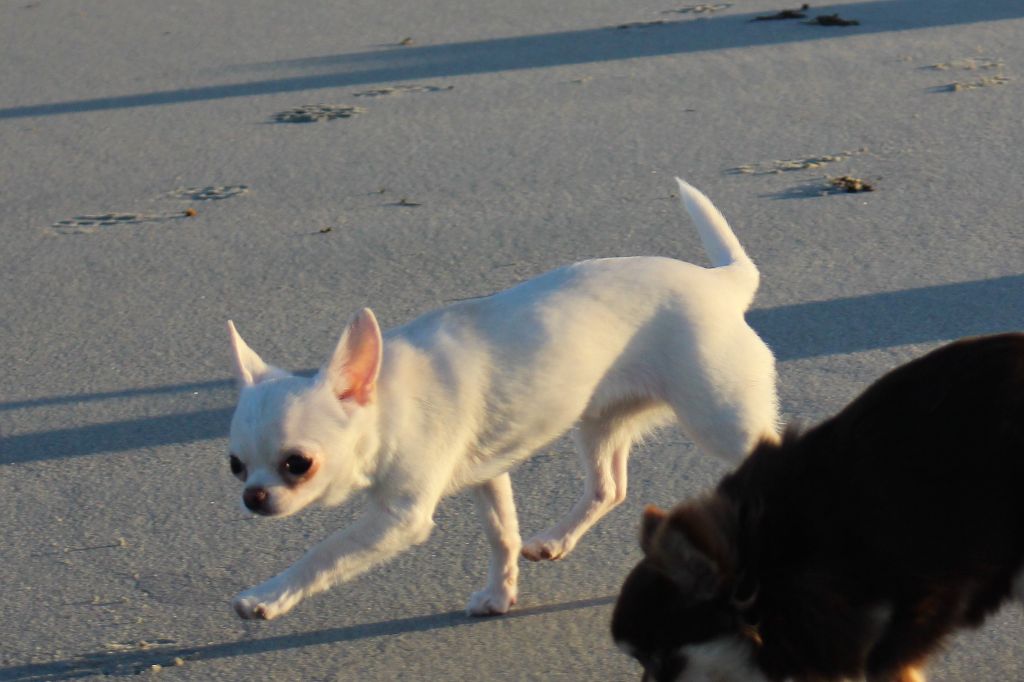 Publication : De La Contrée Des Elfes