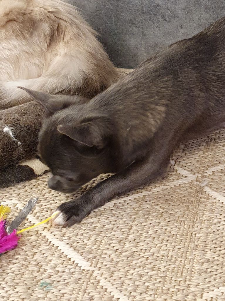 Publication : De La Contrée Des Elfes