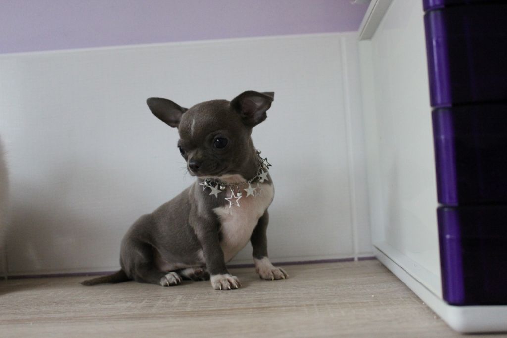 Publication : De La Contrée Des Elfes Auteur : de la contrée des elfes