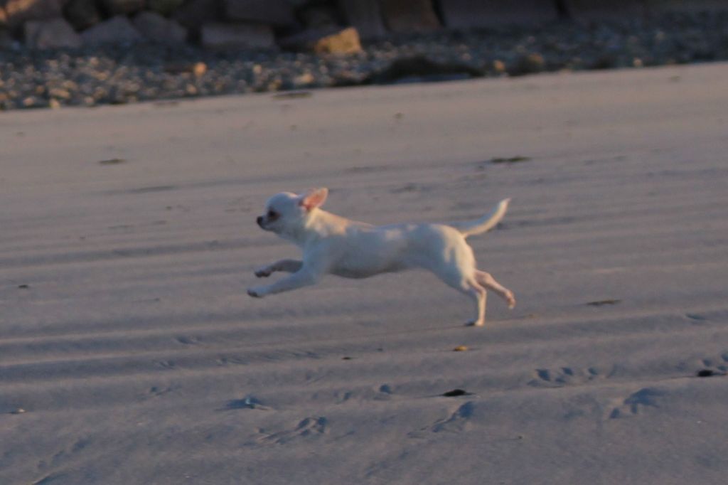 Publication : De La Contrée Des Elfes