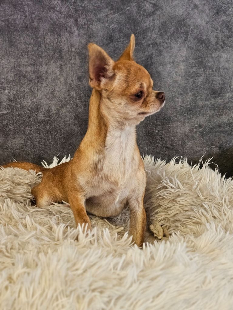 Ultra bella choko brindle De La Contrée Des Elfes