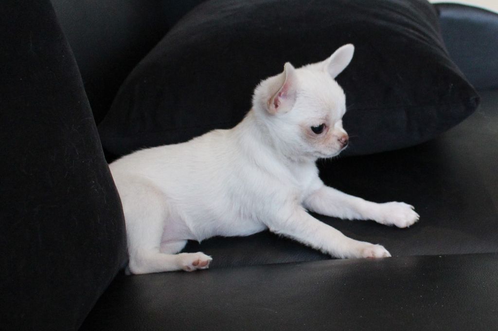 Publication : De La Contrée Des Elfes