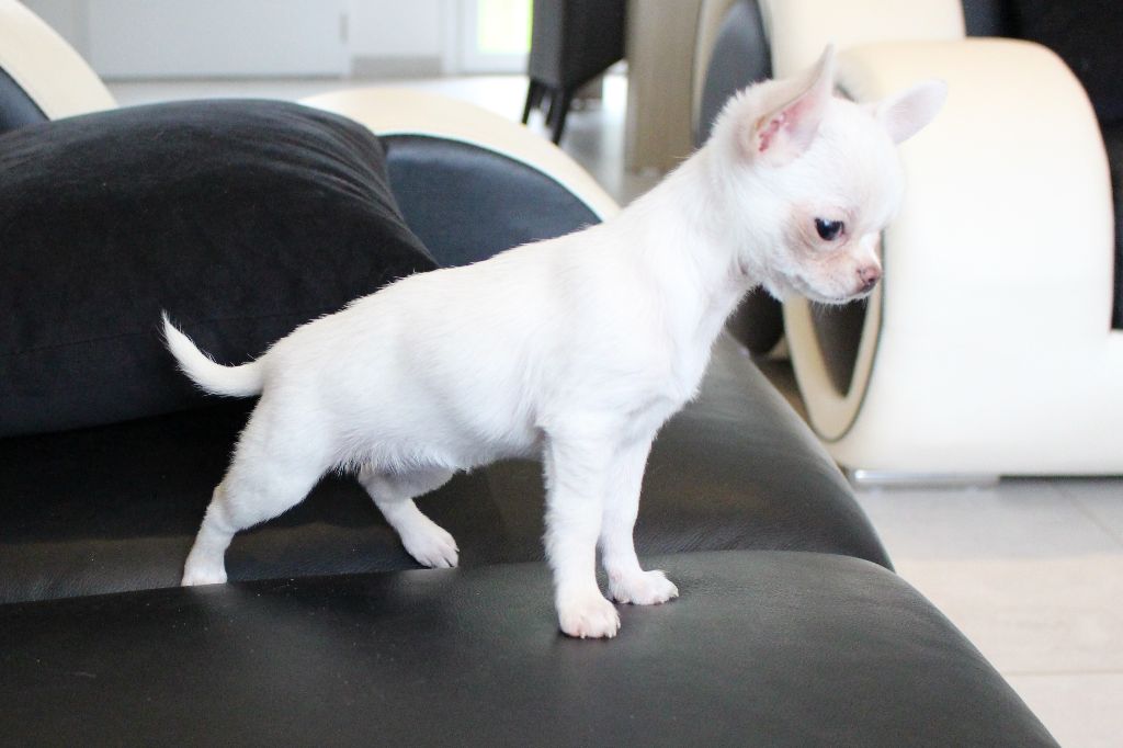 Publication : De La Contrée Des Elfes