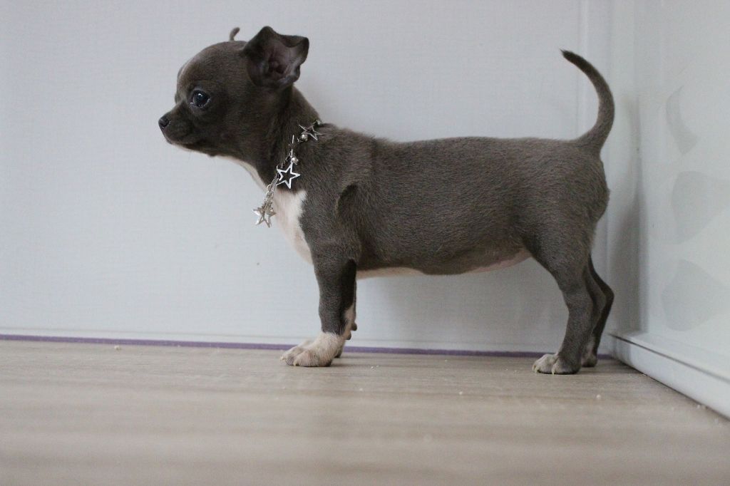 Publication : De La Contrée Des Elfes Auteur : de la contrée des elfes