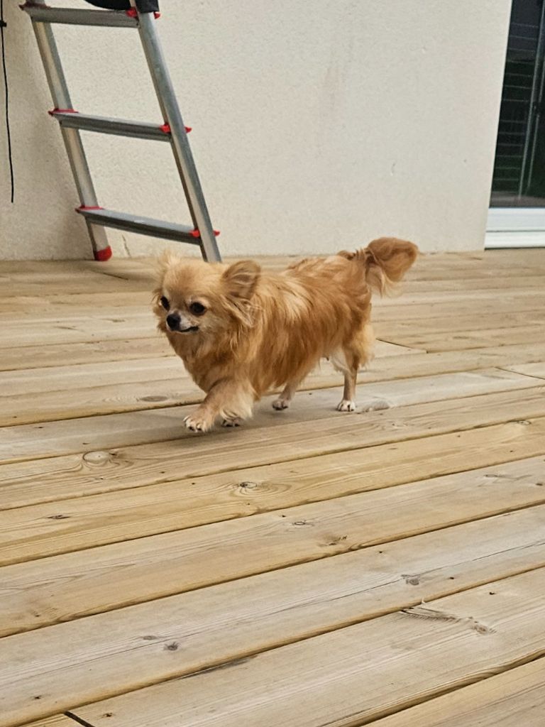 Publication : De La Contrée Des Elfes