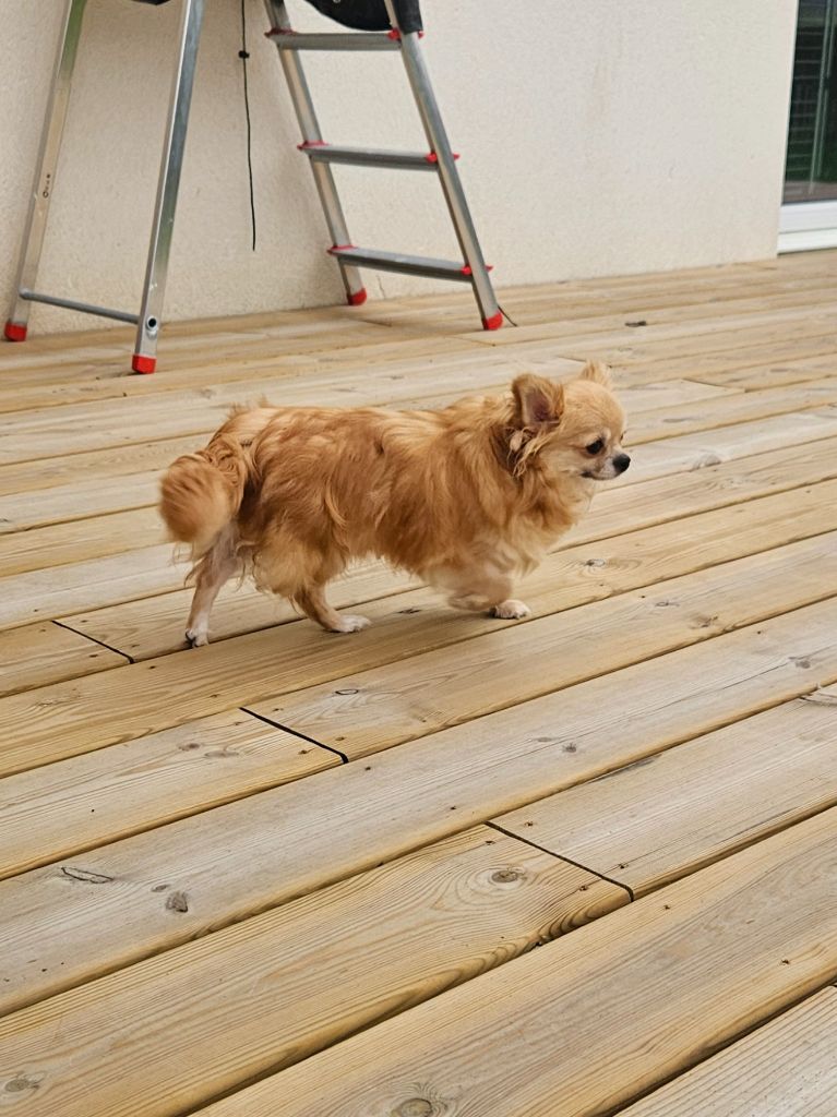 Publication : De La Contrée Des Elfes