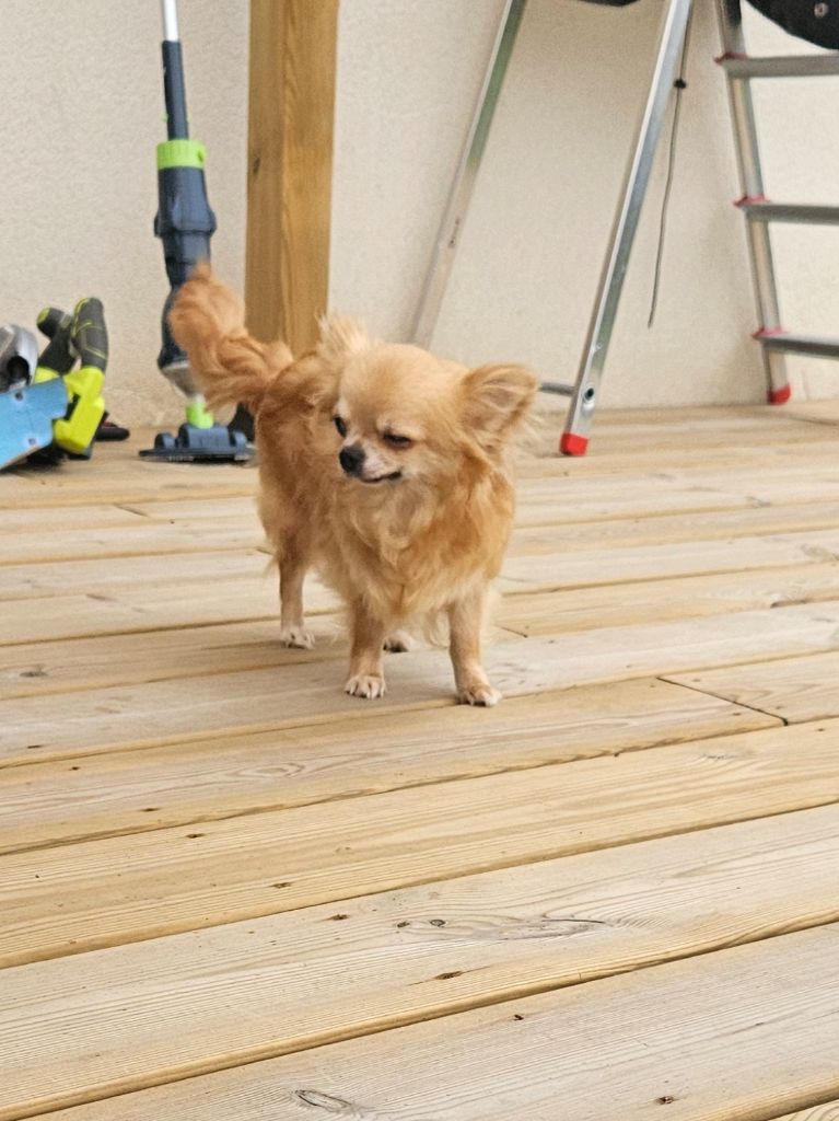 Publication : De La Contrée Des Elfes