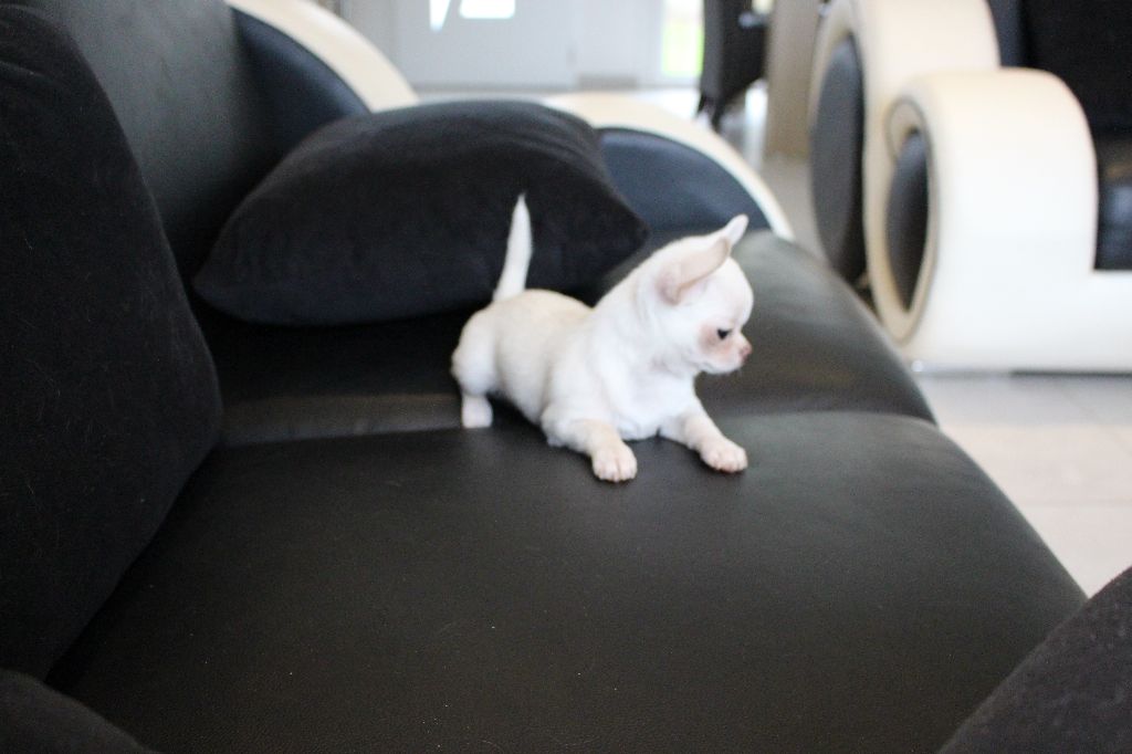 Publication : De La Contrée Des Elfes