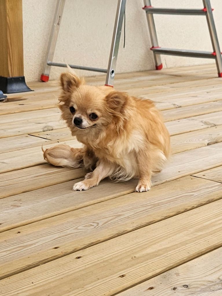 Publication : De La Contrée Des Elfes