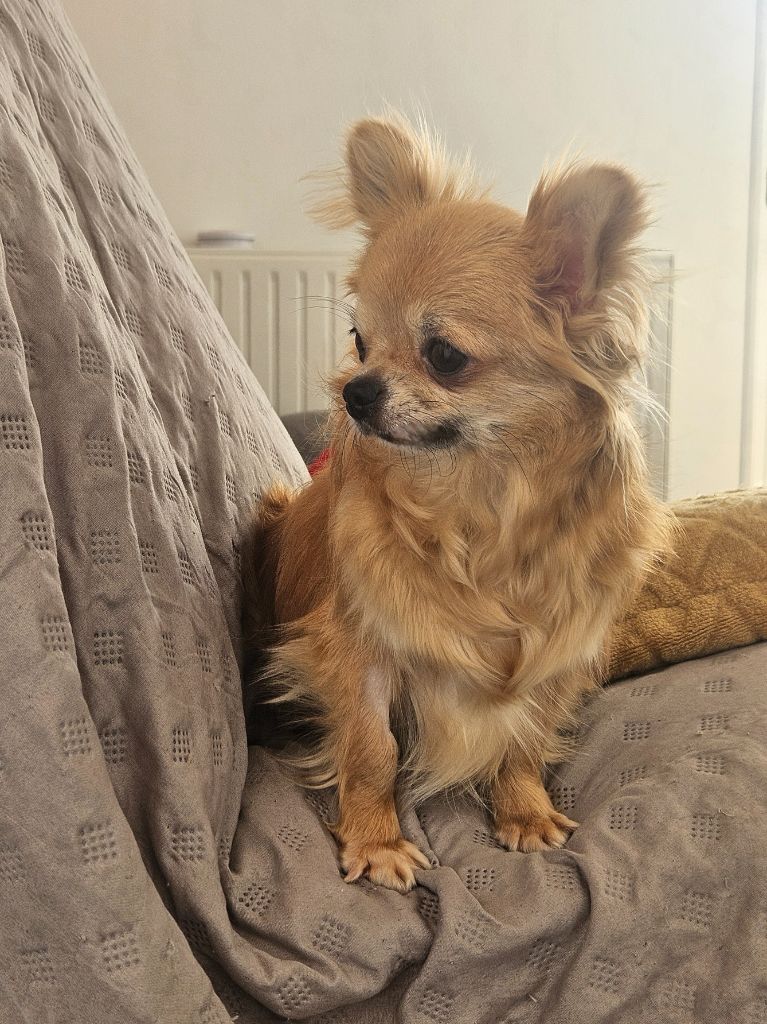 Publication : De La Contrée Des Elfes