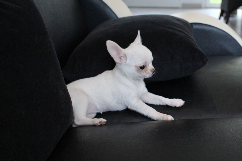 Publication : De La Contrée Des Elfes