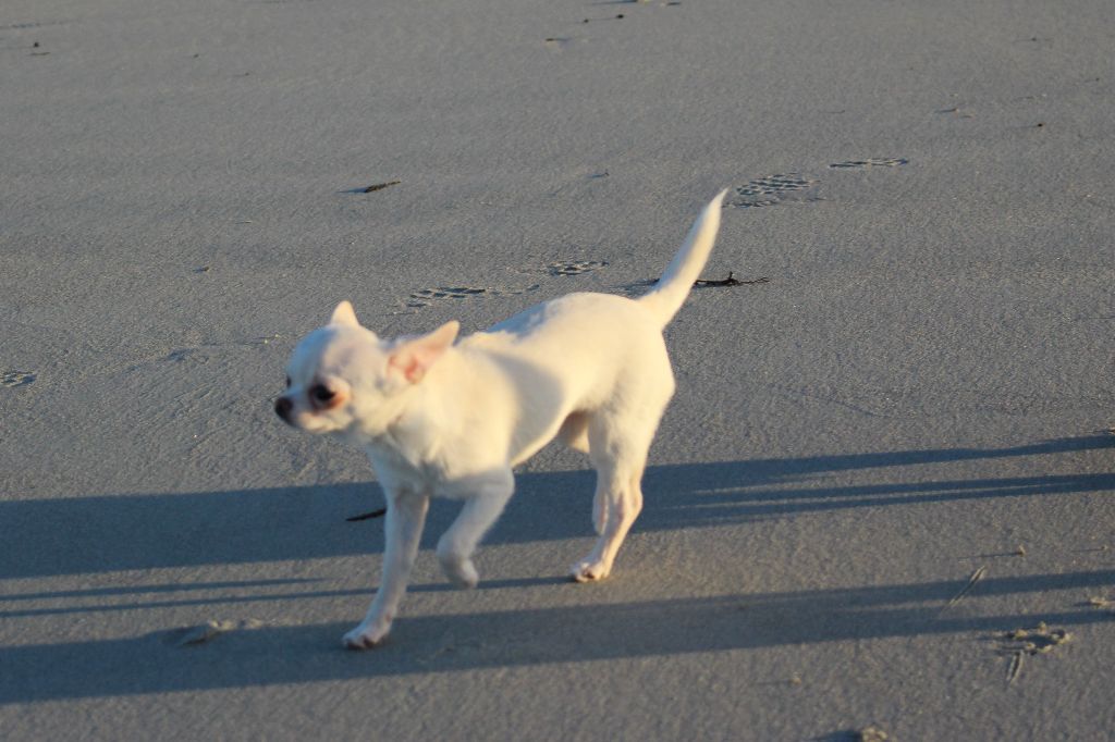 Publication : De La Contrée Des Elfes