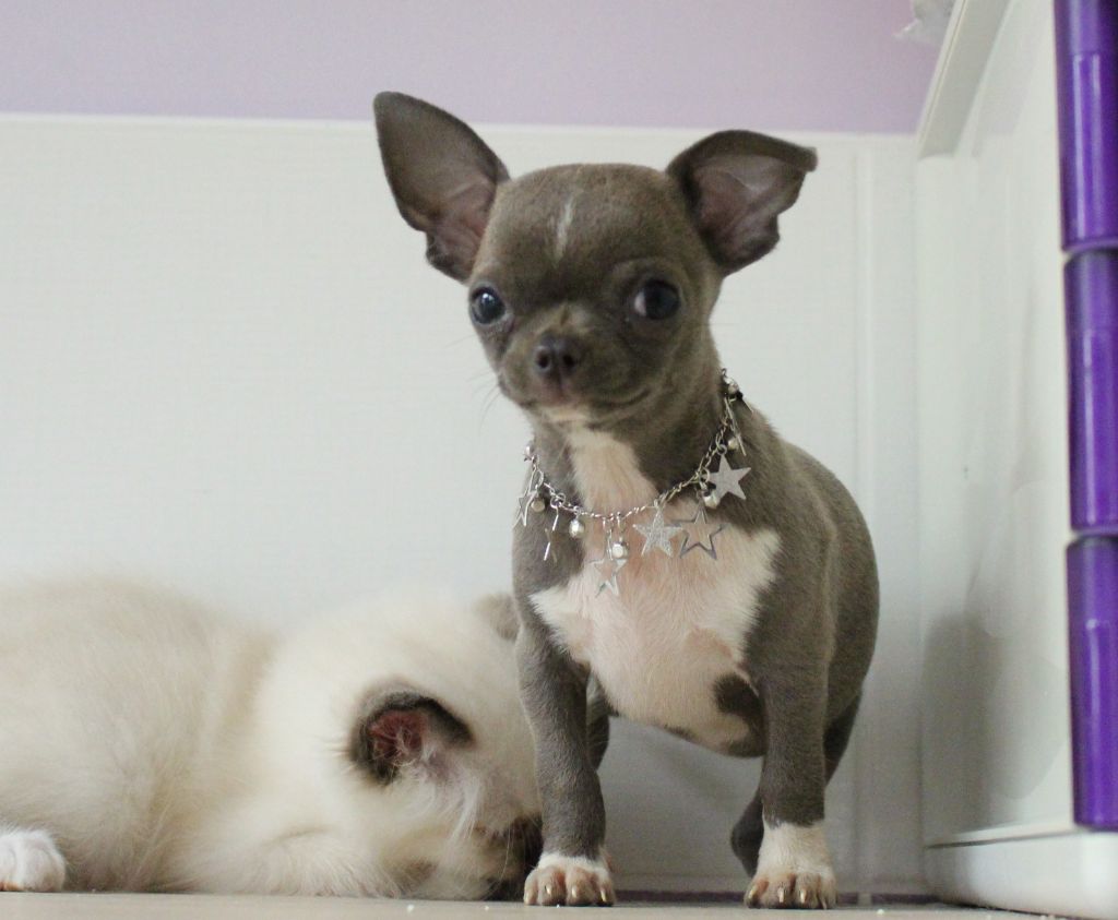 Publication : De La Contrée Des Elfes Auteur : de la contrée des elfes