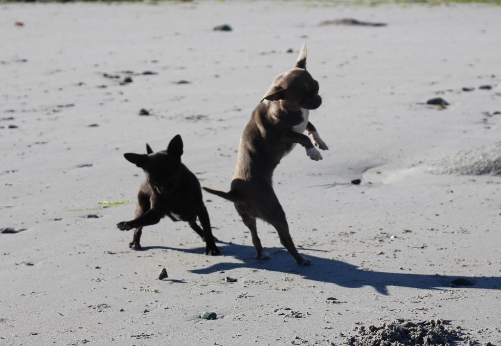 Publication : De La Contrée Des Elfes Auteur : de la contrée des elfes