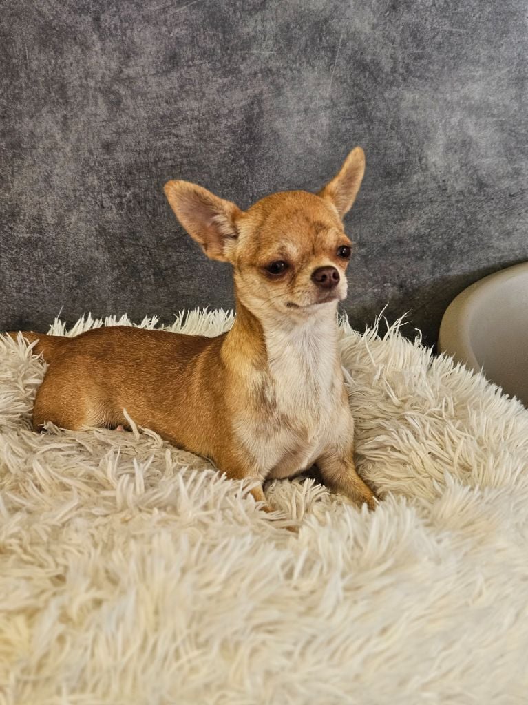 Ultra bella choko brindle De La Contrée Des Elfes