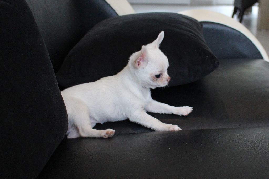 Publication : De La Contrée Des Elfes