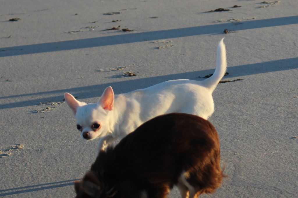 Publication : De La Contrée Des Elfes