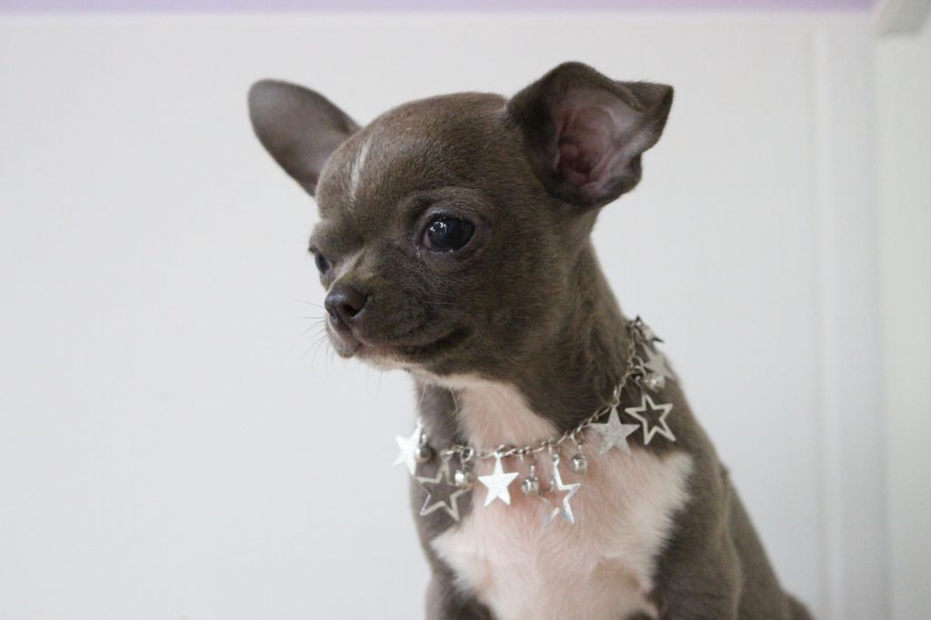 Publication : De La Contrée Des Elfes Auteur : de la contrée des elfes