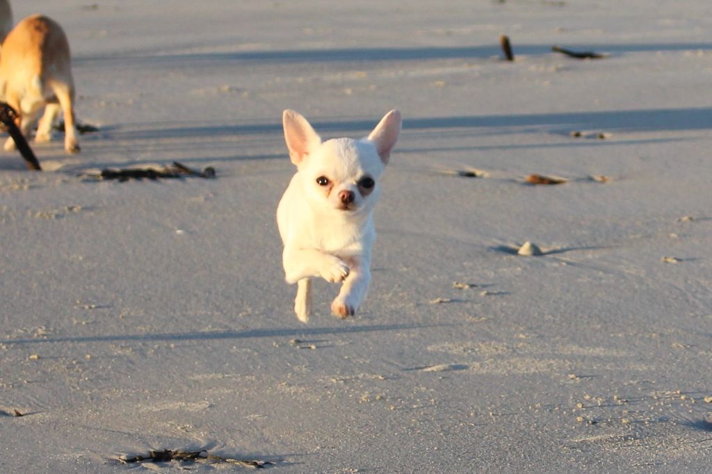 Publication : De La Contrée Des Elfes