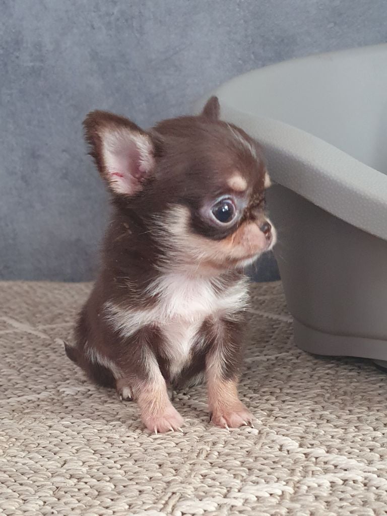 Mâle chocolat miniature