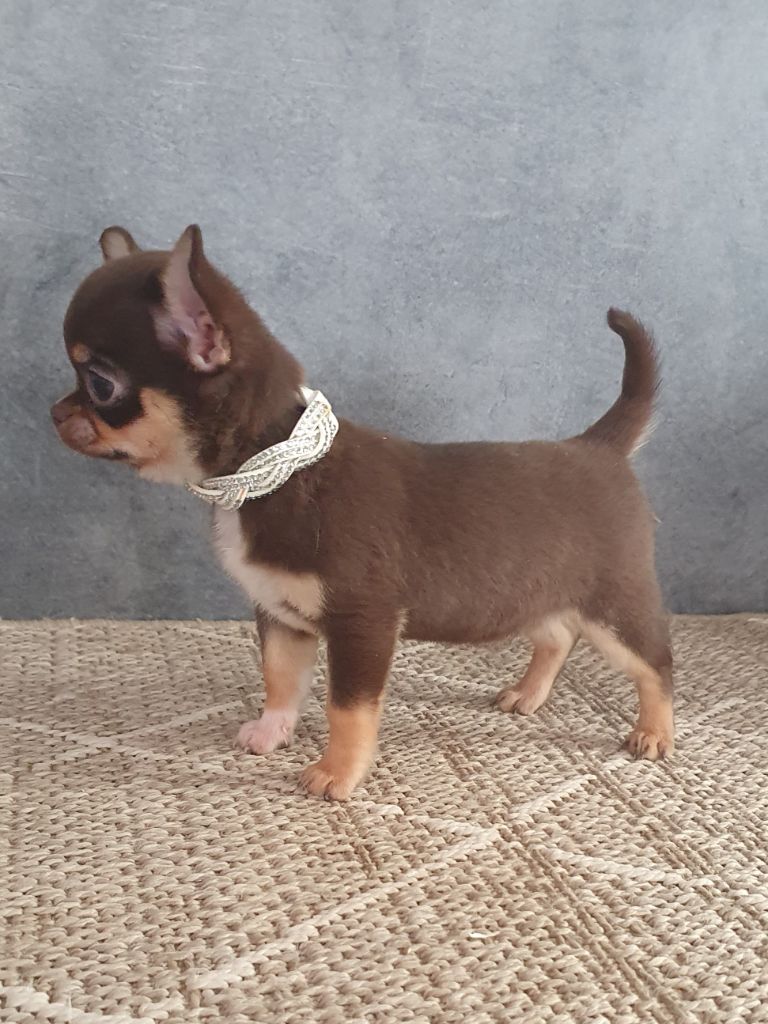 Mâle chocolat et tan