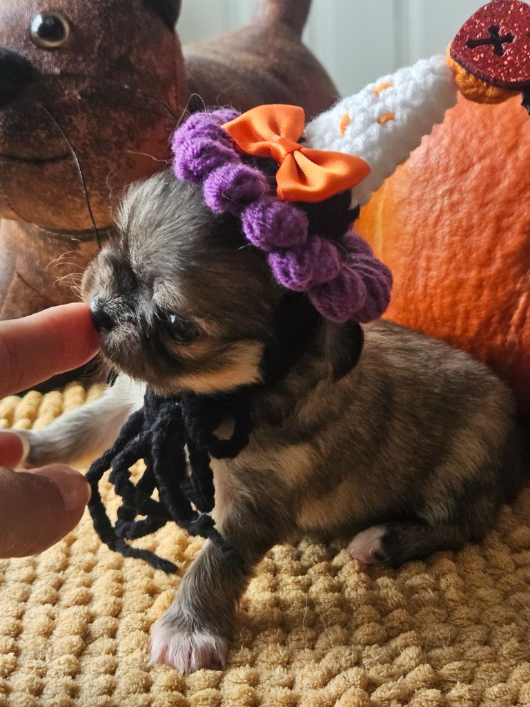 Femelle fauve charbonné