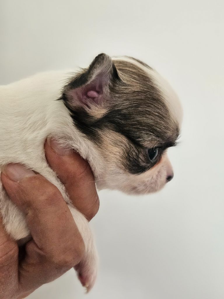 Femelle fauve et blanche