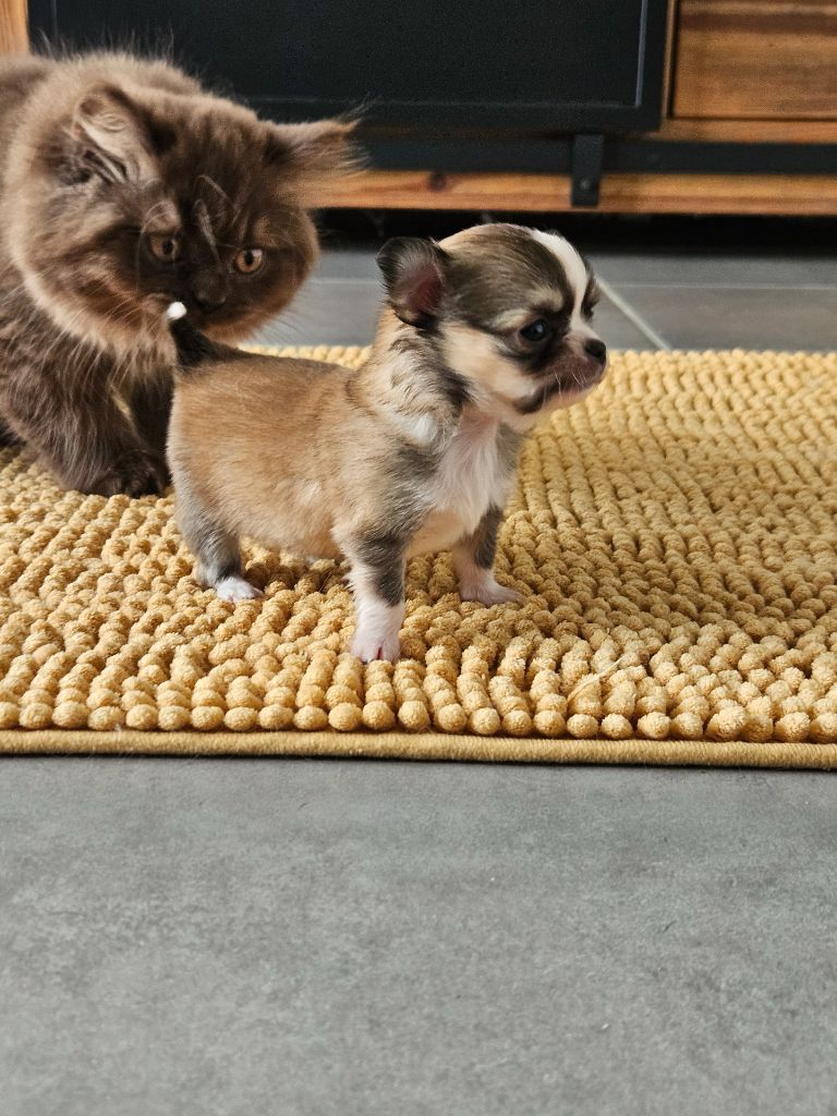 Male fauve panache blanc