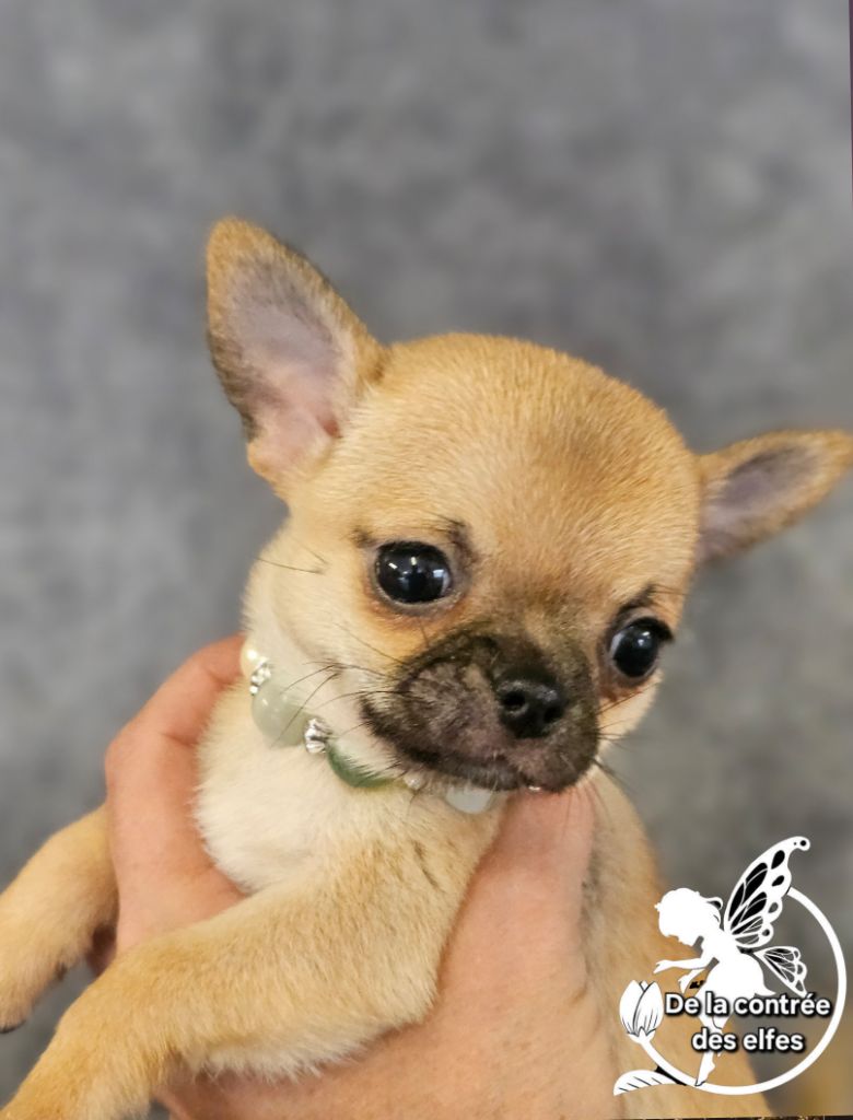 Chihuahua - De La Contrée Des Elfes