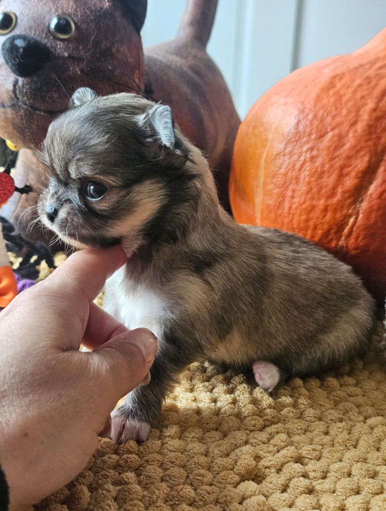 Femelle fauve charbonné