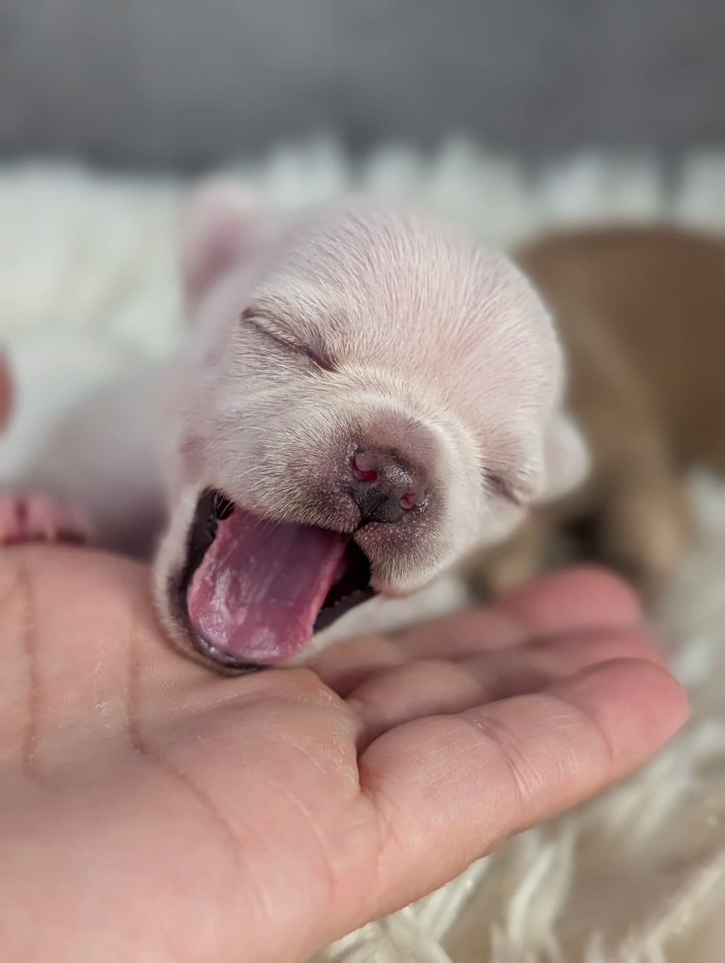 Chiot N°1 - Chihuahua