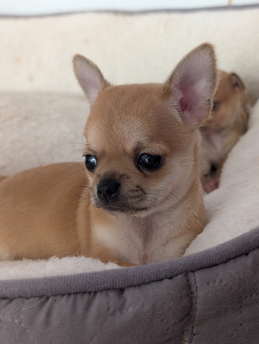 Chihuahua - De La Contrée Des Elfes