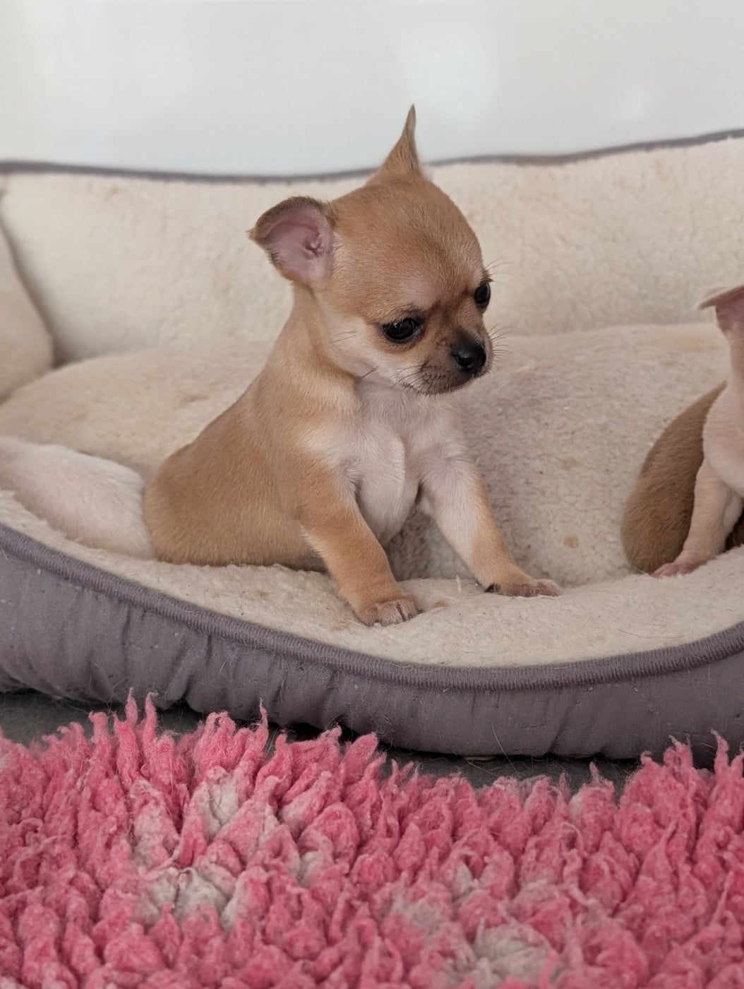 Chiot N°1