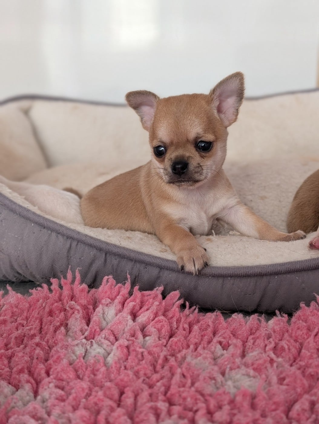 Chiot N°1