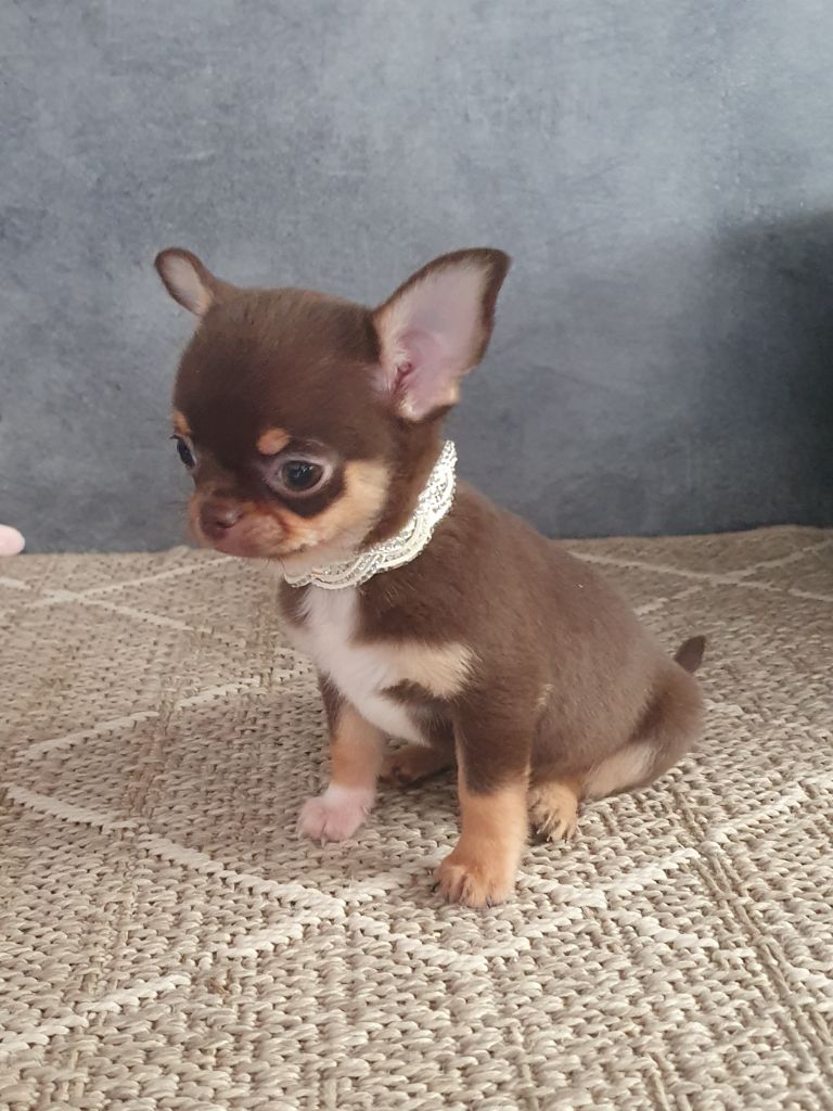 Mâle chocolat et tan