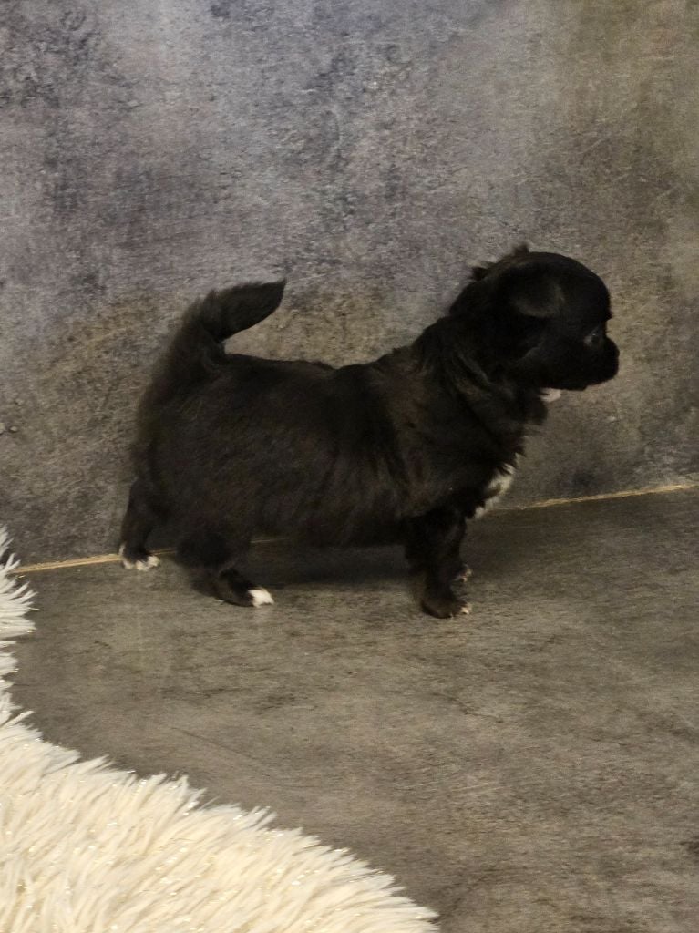 Chihuahua - De La Contrée Des Elfes