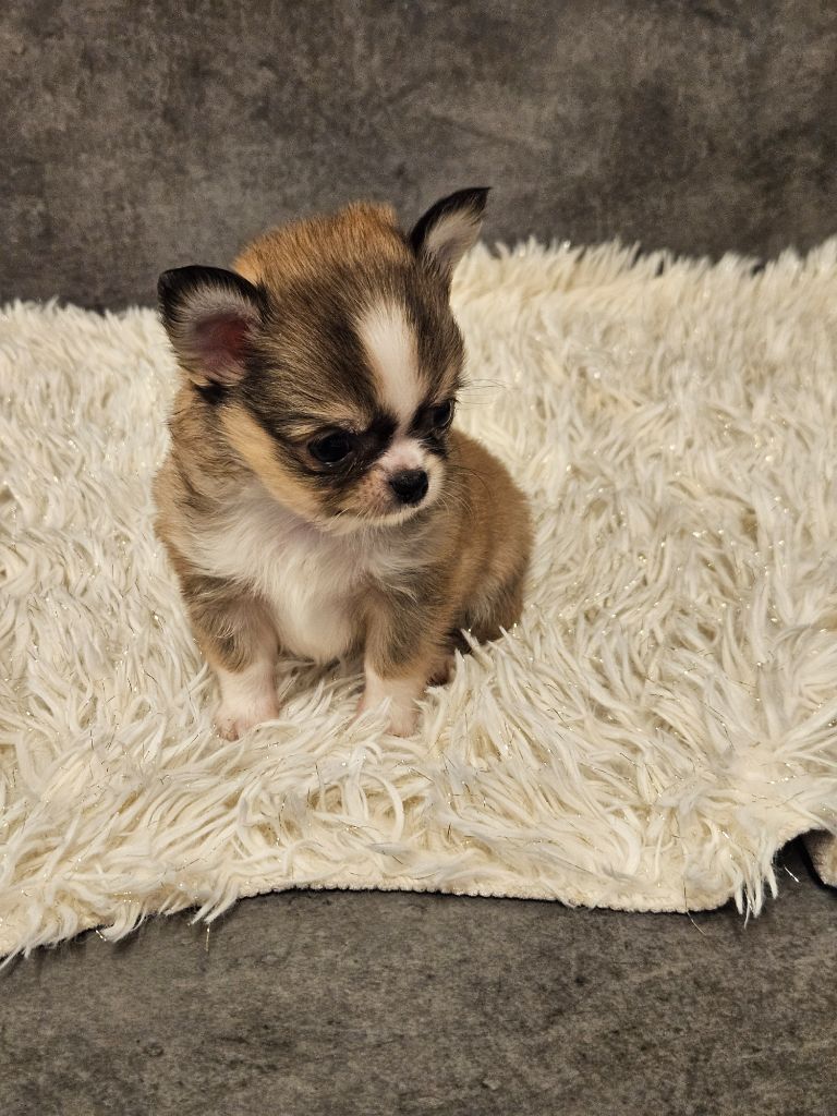 Male fauve panache blanc