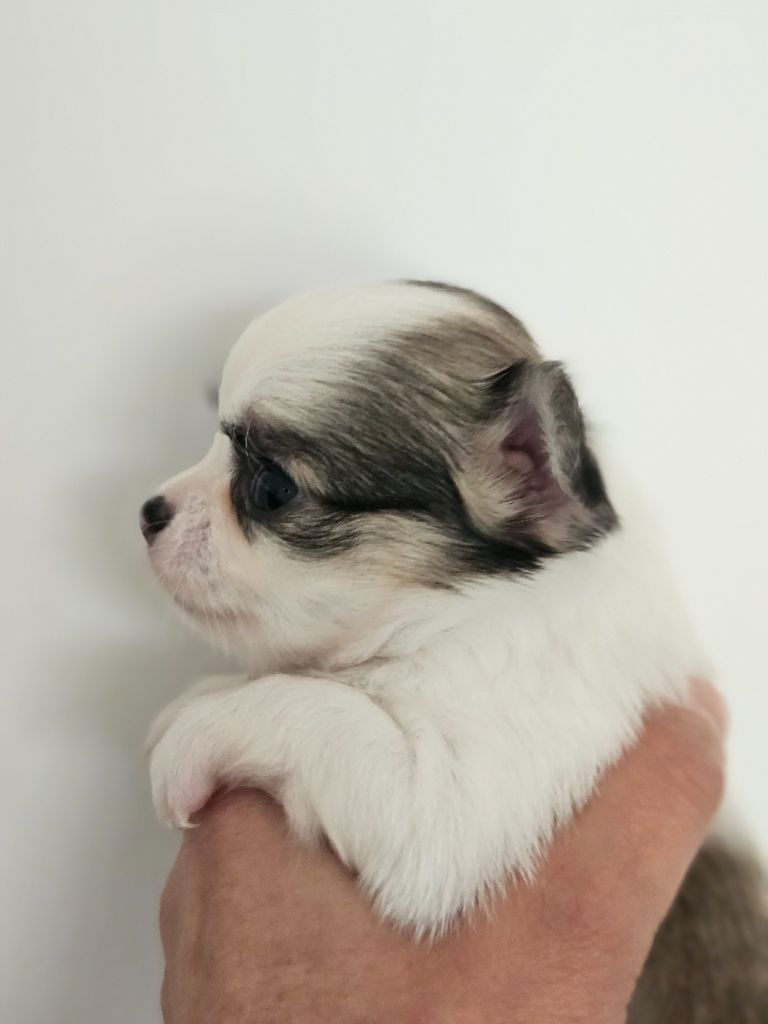 Femelle fauve et blanche