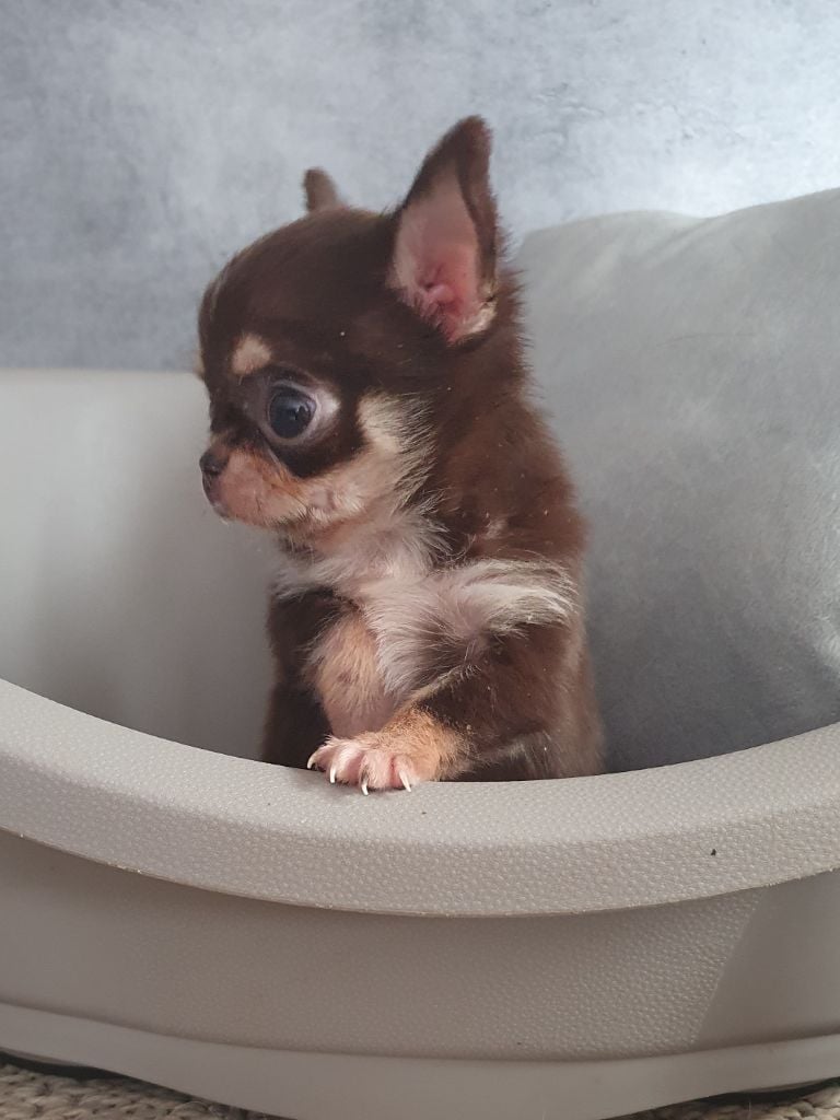 Mâle chocolat miniature