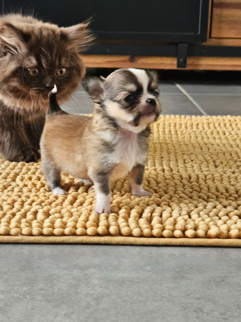 Male fauve panache blanc