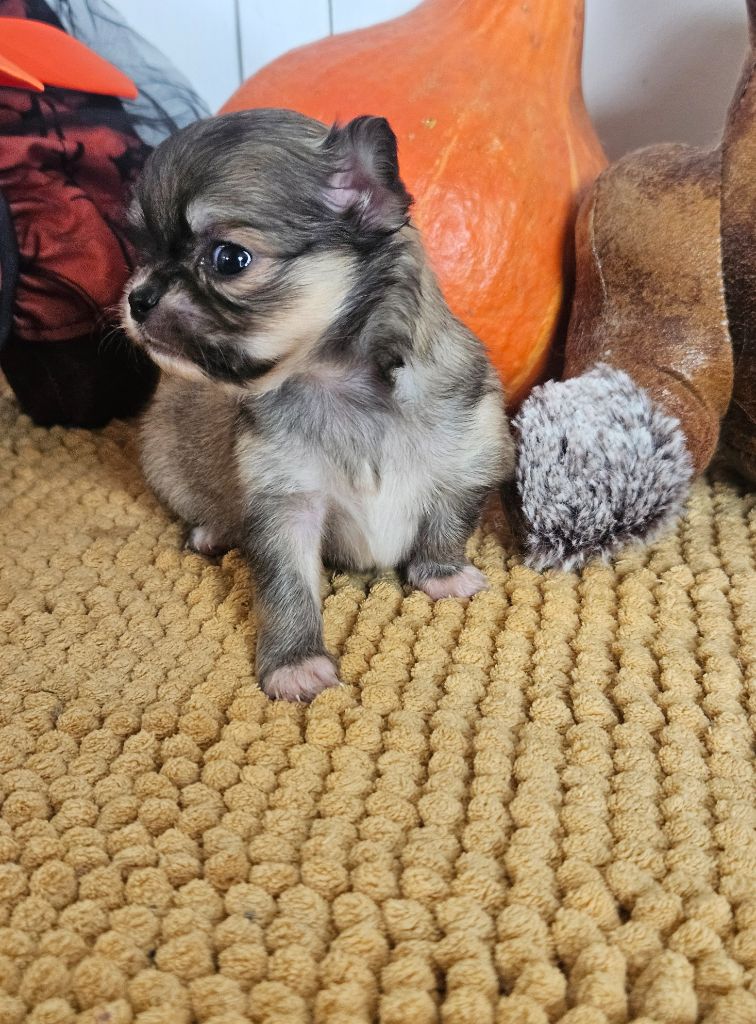 Femelle fauve charbonné