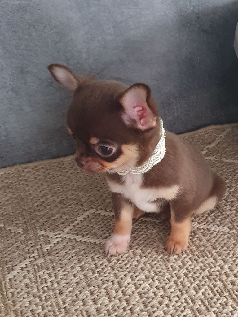 Mâle chocolat et tan